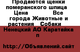 Продаются щенки померанского шпица › Цена ­ 45 000 - Все города Животные и растения » Собаки   . Ненецкий АО,Каратайка п.